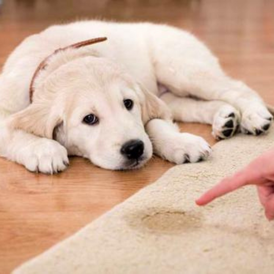 How to toilet train your pup?