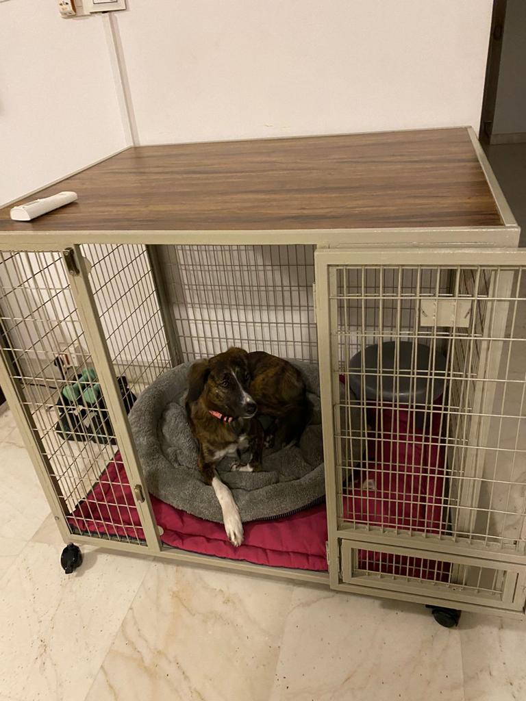 Petarchi PEPPER® Dog Crate