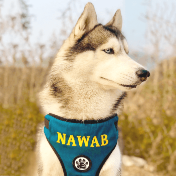 Customised Harness