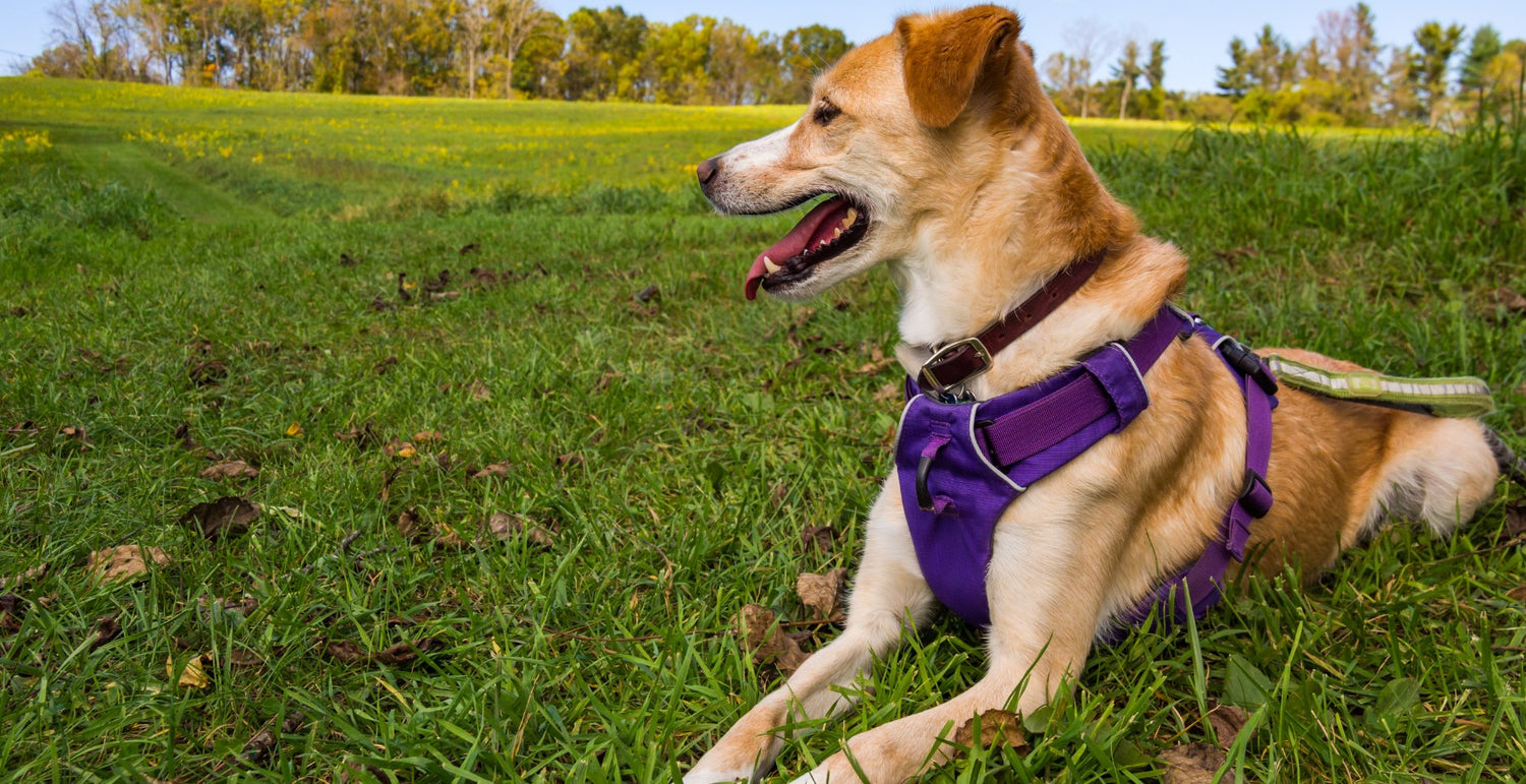 Harness