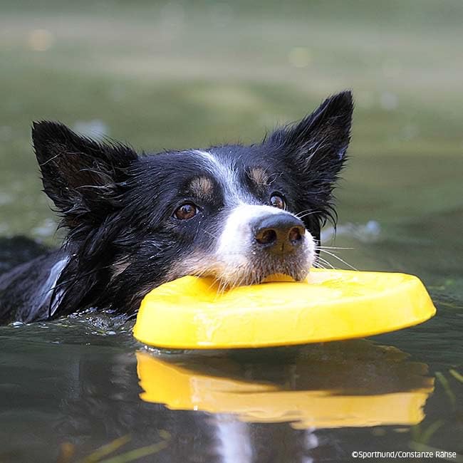 Petarchi Ruff Foam Flyer Disc