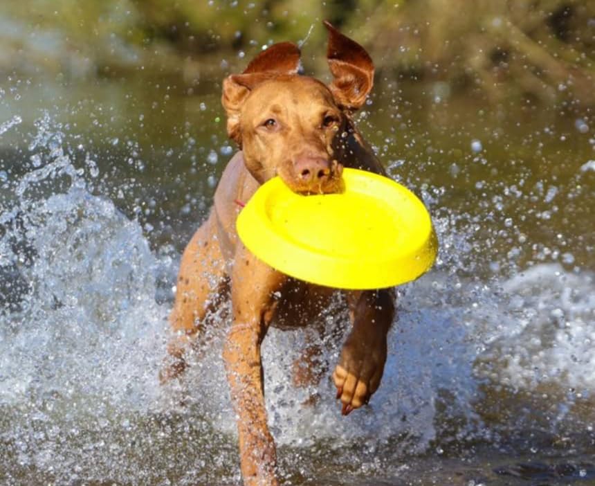 Petarchi Ruff Foam Flyer Disc