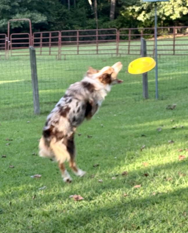 Petarchi Ruff Foam Flyer Disc