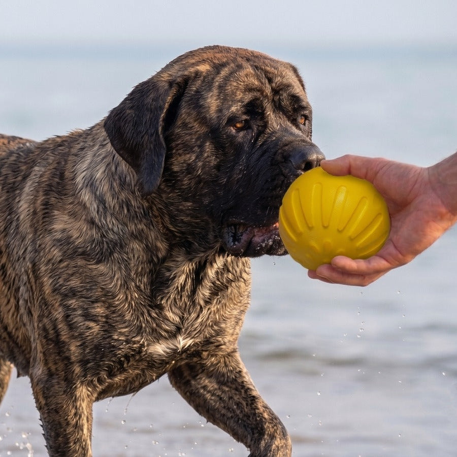Petarchi Ruff Foam Ball
