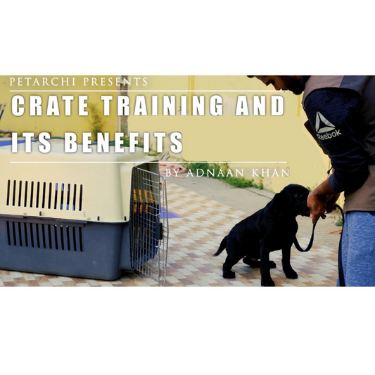Crate Training & Its Benefits