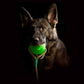 Starmark Swing n Fling Chew Ball