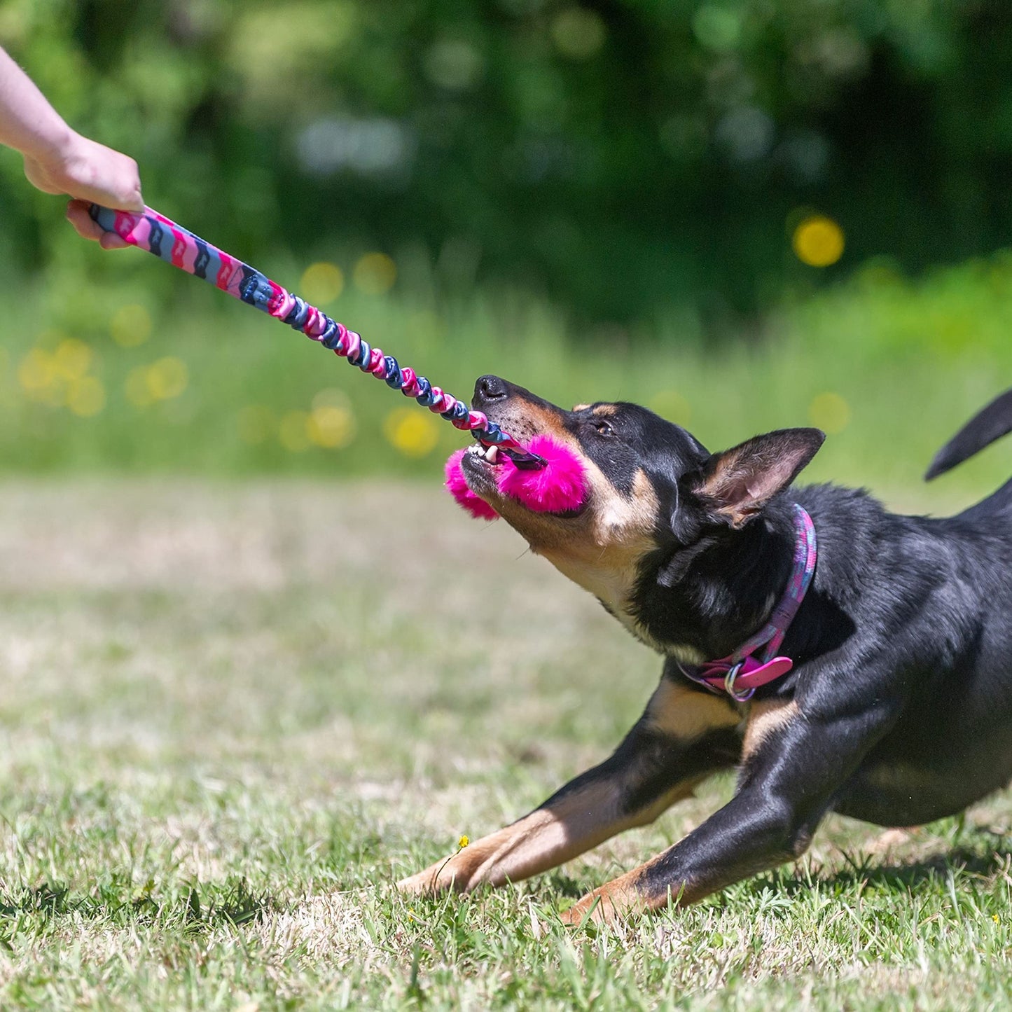 Euro Joe Puppy Bungee Tug