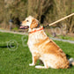 Euro Joe Sporty Leash with Handle 20mm