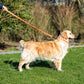 Euro Joe Sporty Leash with Handle 20mm