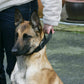 Euro Joe Agitation Collar "GRANDO"