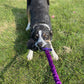 Euro Joe Puppy Bungee Tug