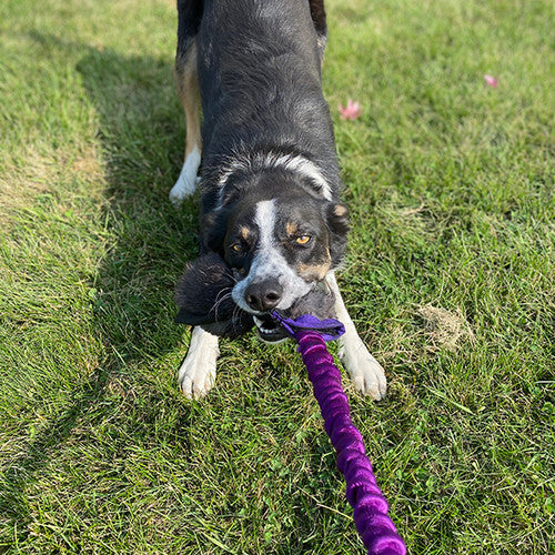 Euro Joe Puppy Bungee Tug